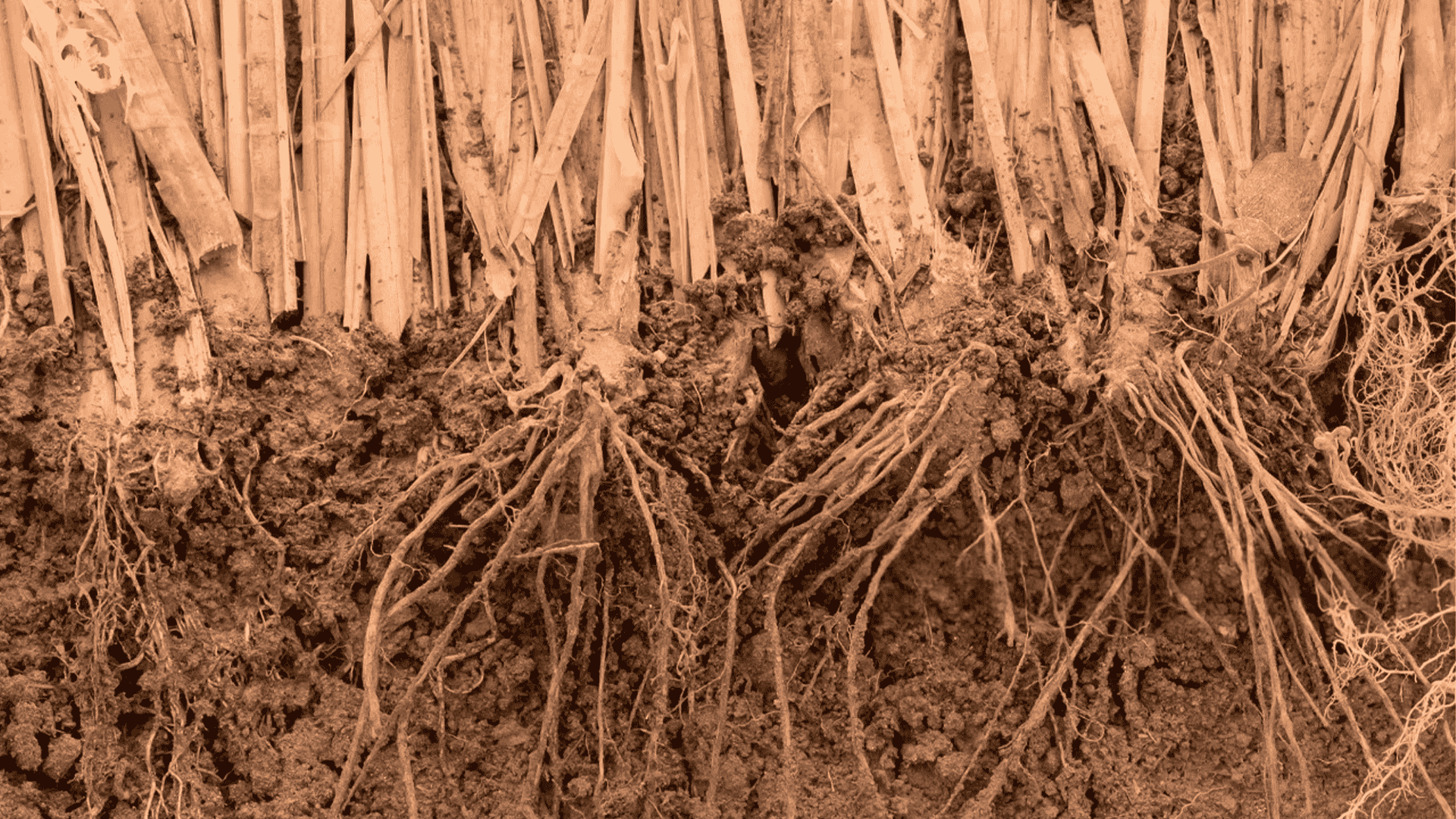 Vetiver