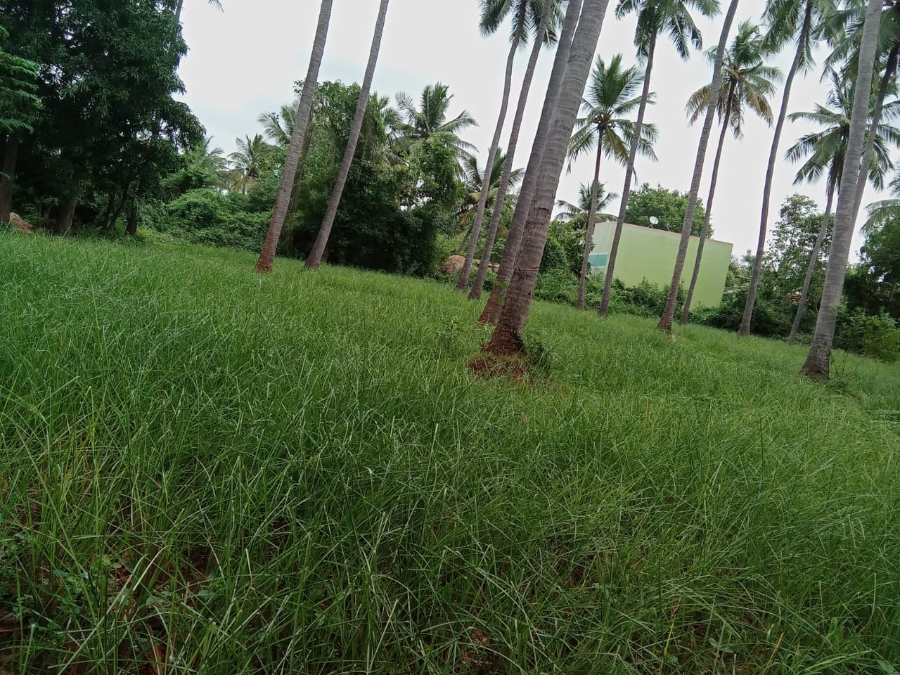 Vetiver